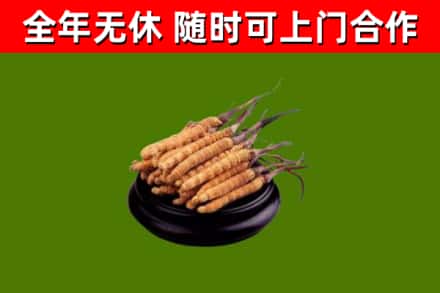 游仙区烟酒回收冬虫夏草.jpg